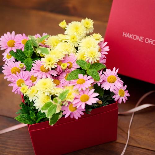 �y��̓��M�t�g�z�A���ւ��ė��N���y���߂�_�������@�}�[�K���b�g Pink Box