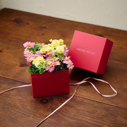 �y��̓��M�t�g�z�A���ւ��ė��N���y���߂�_�������@�}�[�K���b�g Pink Box3