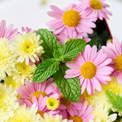 �y��̓��M�t�g�z�A���ւ��ė��N���y���߂�_�������@�}�[�K���b�g Pink Box4