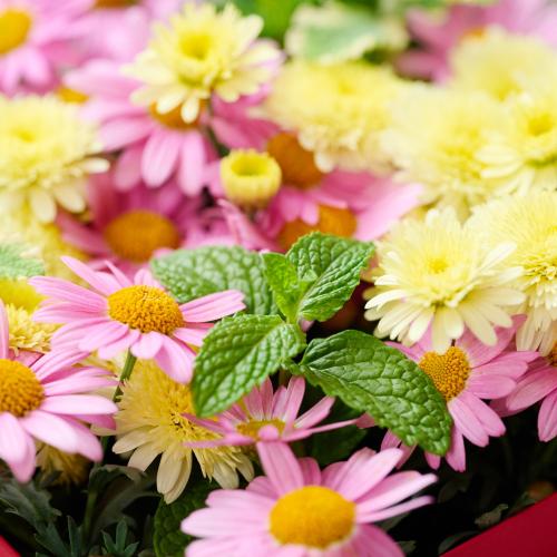 �y��̓��M�t�g�z�A���ւ��ė��N���y���߂�_�������@�}�[�K���b�g Pink Box6