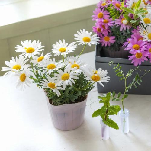 �y��̓��M�t�g�z�A���ւ��ė��N���y���߂�_�������@�}�[�K���b�g Pink Box7