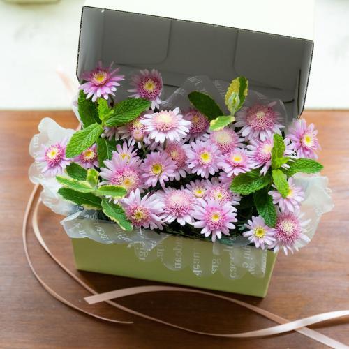 �y�x��Ă��߂�ˁI��̓��M�t�g�z�}�[�K���b�gHakonae mini �s���N BOX�M�t�g