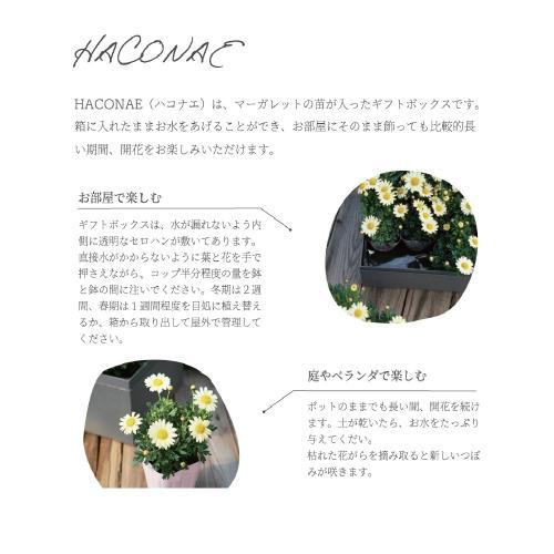 �y�x��Ă��߂�ˁI��̓��M�t�g�z�}�[�K���b�gHakonae mini �s���N BOX�M�t�g4