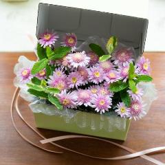 �y�x��Ă��߂�ˁI��̓��M�t�g�z�}�[�K���b�gHakonae mini �s���N BOX�M�t�g
