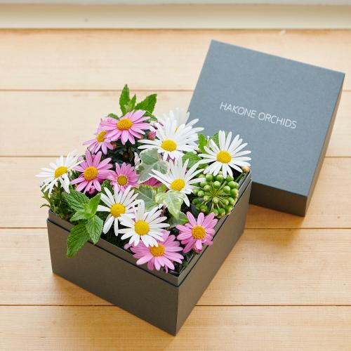 �y�x��Ă��߂�ˁI��̓��M�t�g�z�A���ւ��ė��N���y���߂�}�[�K���b�g BOX�M�t�gM�T�C�Y