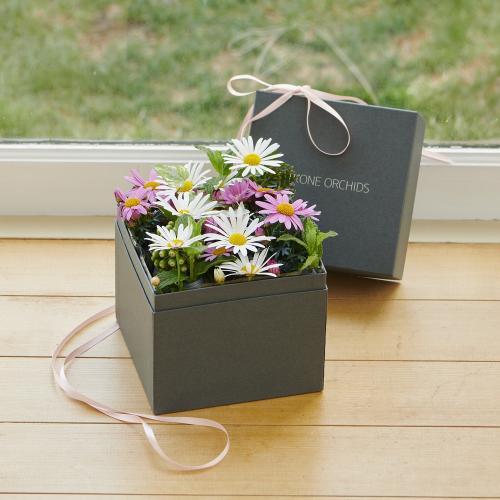 �y�x��Ă��߂�ˁI��̓��M�t�g�z�A���ւ��ė��N���y���߂�}�[�K���b�g BOX�M�t�gM�T�C�Y2