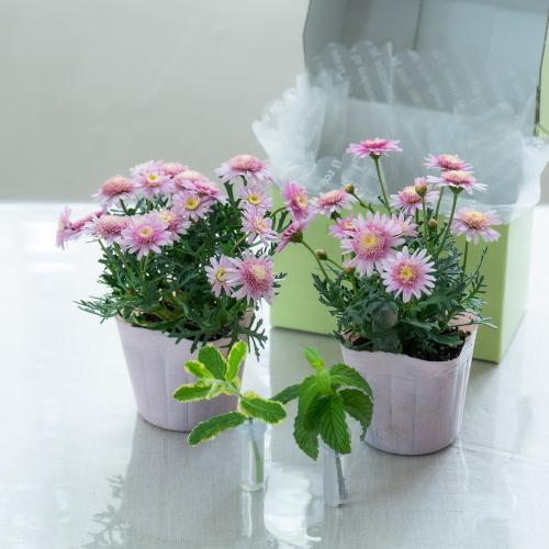 �y�x��Ă��߂�ˁI��̓��M�t�g�z�A���ւ��ė��N���y���߂�}�[�K���b�g BOX�M�t�gM�T�C�Y3