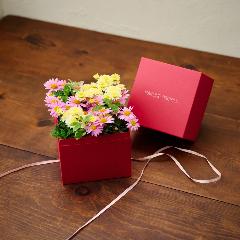 �y�x��Ă��߂�ˁI��̓��M�t�g�z�A���ւ��ė��N���y���߂�_�������@�}�[�K���b�g Pink Box