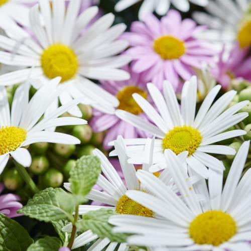 �yGW���͂��z�}�[�K���b�g�a�n�w�iM�j�s���N4