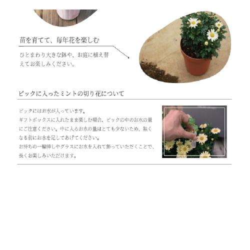 �yGW���͂��z�}�[�K���b�g�a�n�w�iM�j�s���N6