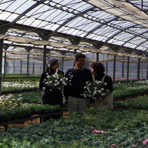 �yGW���͂��z�}�[�K���b�g�a�n�w�iM�j�s���N7