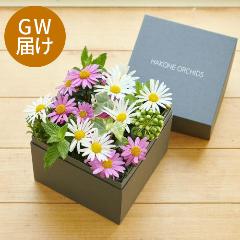 �yGW���͂��z�}�[�K���b�g�a�n�w�iM�j�s���N