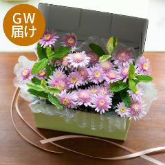 yGW͂z}[KbgHakonae mini sN BOXMtg