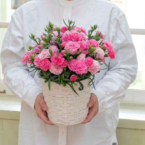 ���ɂ���������v�����ƃz�V�t�@�[���̃J�[�l�[�V�����u�z�b�g�n�[�g�v���A���y��̓��M�t�g�z2