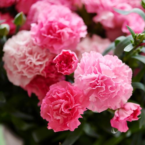 ���ɂ���������v�����ƃz�V�t�@�[���̃J�[�l�[�V�����u�z�b�g�n�[�g�v���A���y��̓��M�t�g�z5