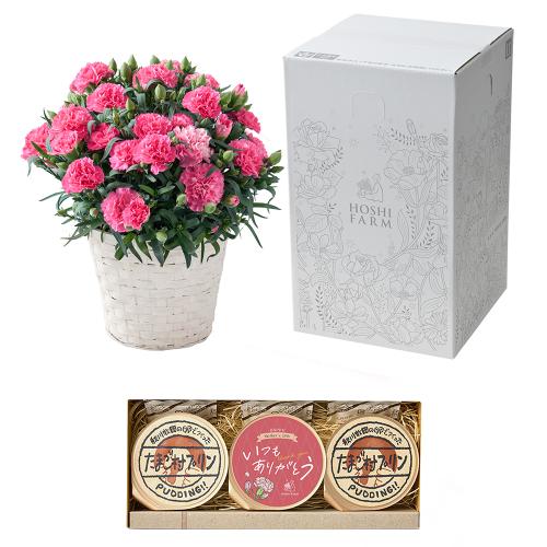 ���ɂ���������v�����ƃz�V�t�@�[���̃J�[�l�[�V�����u�z�b�g�n�[�g�v���A���y��̓��M�t�g�z7