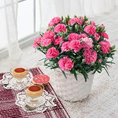 ���ɂ���������v�����ƃz�V�t�@�[���̃J�[�l�[�V�����u�z�b�g�n�[�g�v���A���y��̓��M�t�g�z