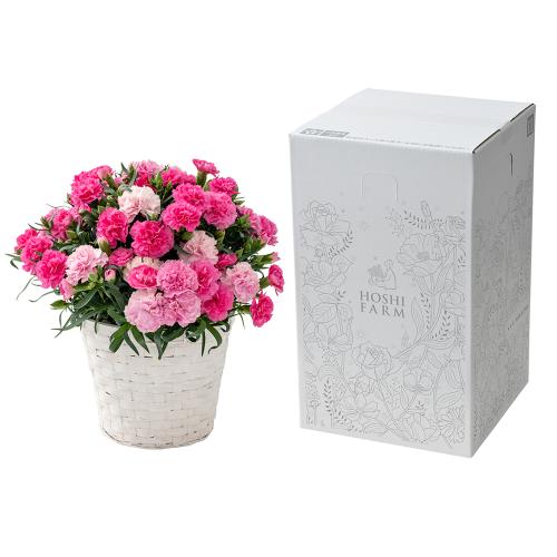 �z�V�t�@�[���̃J�[�l�[�V�����u�z�b�g�n�[�g�v���A���y��̓��M�t�g�z7