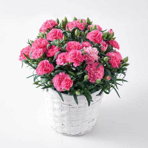 �z�V�t���[�c�@�t���[�c�p�[���[�̓��点�ĐH�ׂ�V���[�x�b�g�ʉʂ�����&�J�[�l�[�V�����u�z�b�g�n�[�g�v���A���y��̓��M�t�g�z2