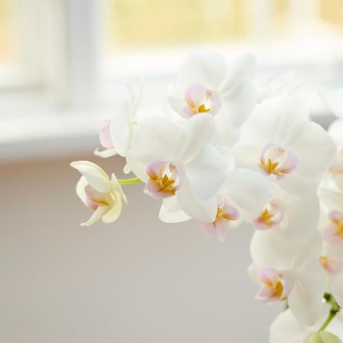 �Ŗ��m�����̃~�f�B�Ӓ����u����i���䂫�j�v�y��̓��M�t�g�z2