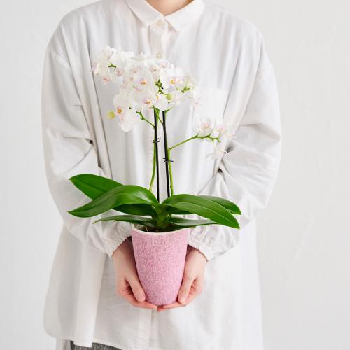 �Ŗ��m�����̃~�f�B�Ӓ����u����i���䂫�j�v�y��̓��M�t�g�z5