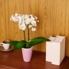 �Ŗ��m�����̃~�f�B�Ӓ����u����i���䂫�j�v�y��̓��M�t�g�z