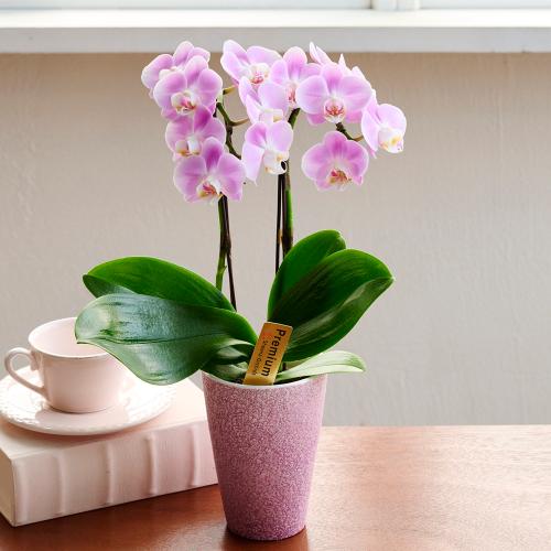 �y��̓��M�t�g�z�~�f�B�Ӓ����u�G���K���X�v