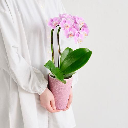 �y��̓��M�t�g�z�~�f�B�Ӓ����u�G���K���X�v3