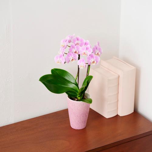 �y��̓��M�t�g�z�~�f�B�Ӓ����u�G���K���X�v4