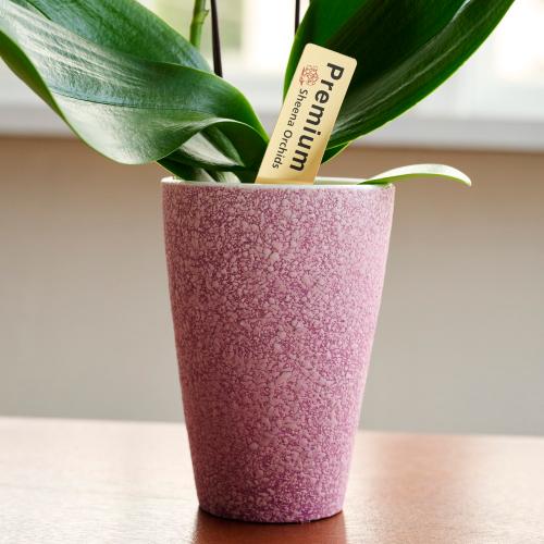 �y��̓��M�t�g�z�~�f�B�Ӓ����u�G���K���X�v6