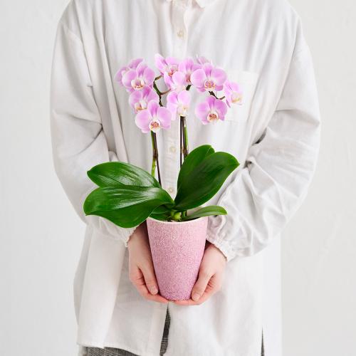 �yGW���͂��z�~�f�B�Ӓ����u�G���K���X�v�y��̓��M�t�g�z2