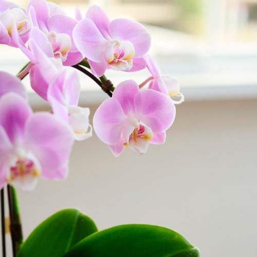 �yGW���͂��z�~�f�B�Ӓ����u�G���K���X�v�y��̓��M�t�g�z5