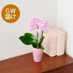 �yGW���͂��z�~�f�B�Ӓ����u�G���K���X�v�y��̓��M�t�g�z