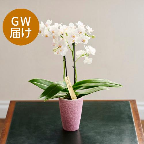 �yGW���͂��z�Ŗ��m�����̃~�f�B�Ӓ����u����i���䂫�j�v�y��̓��M�t�g�z