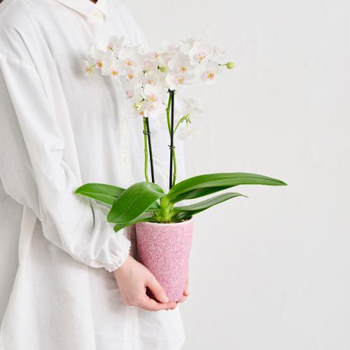 �yGW���͂��z�Ŗ��m�����̃~�f�B�Ӓ����u����i���䂫�j�v�y��̓��M�t�g�z6