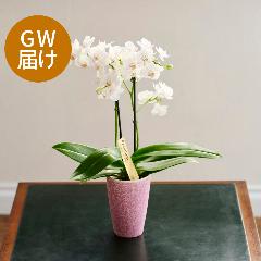 �yGW���͂��z�Ŗ��m�����̃~�f�B�Ӓ����u����i���䂫�j�v�y��̓��M�t�g�z