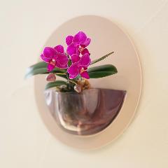 �y��̓��M�t�g�zrant HALO�i�����g�@�n���j �Ӓ��� �s���N�n