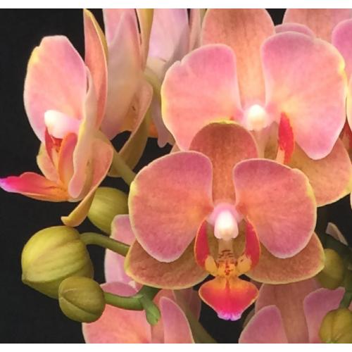 �y��̓��M�t�g�z�~�f�B�Ӓ����u�I�����W�}�W�b�N�v2