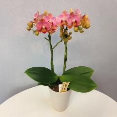 �y��̓��M�t�g�z�~�f�B�Ӓ����u�I�����W�}�W�b�N�v