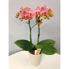 �yGW���͂��z�~�f�B�Ӓ����u�I�����W�}�W�b�N�v�y��̓��M�t�g�z