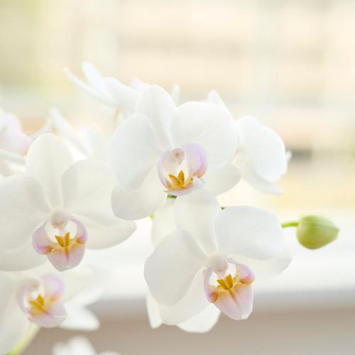 �y�x��Ă��߂�ˁI��̓��M�t�g�z�Ŗ��m�����̃~�f�B�Ӓ����u����i���䂫�j�v3
