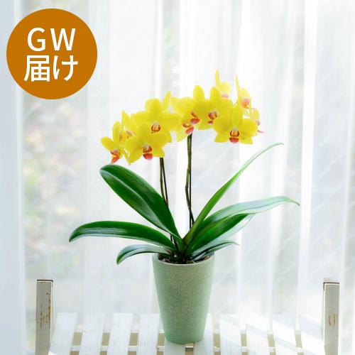 �yGW���͂��z�~�f�B�Ӓ����u�i�I�~�S�[���h�v�y��̓��M�t�g�z