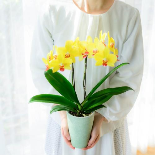 �yGW���͂��z�~�f�B�Ӓ����u�i�I�~�S�[���h�v�y��̓��M�t�g�z3