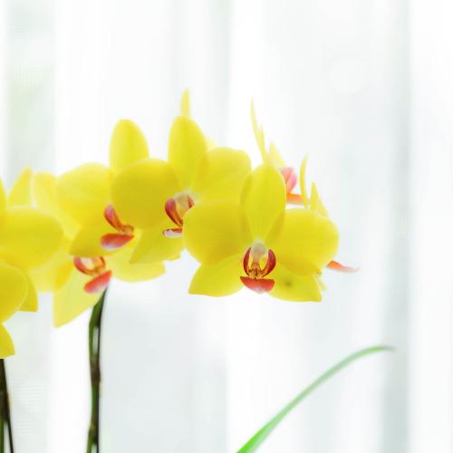 �yGW���͂��z�~�f�B�Ӓ����u�i�I�~�S�[���h�v�y��̓��M�t�g�z5