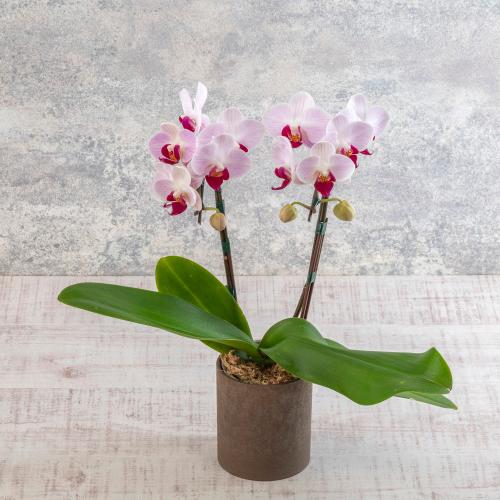 �y��̓��M�t�g�z�~�f�B�Ӓ�������g���W�F���2�{��