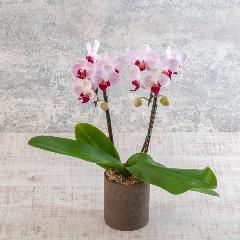 �y��̓��M�t�g�z�~�f�B�Ӓ�������g���W�F���2�{��