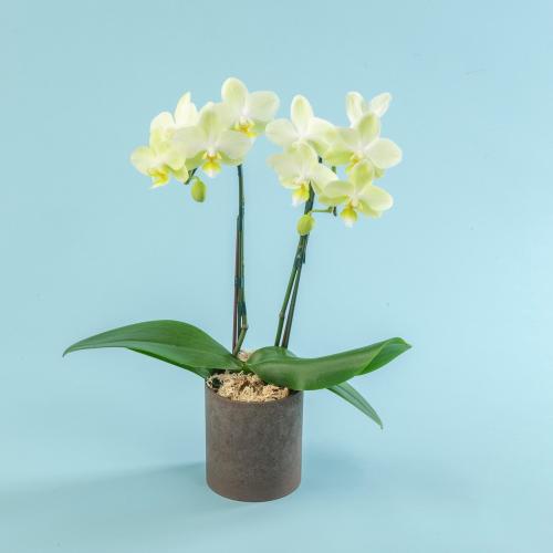 �y��̓��M�t�g�z�~�f�B�Ӓ�����C�G���[�n��Q�{����