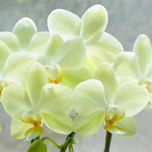 �y��̓��M�t�g�z�~�f�B�Ӓ�����C�G���[�n��Q�{����3