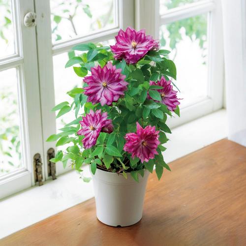 �y��̓��M�t�g�z���V���|����̍�锪�d�炫�N���}�`�X�u�ԉ��v