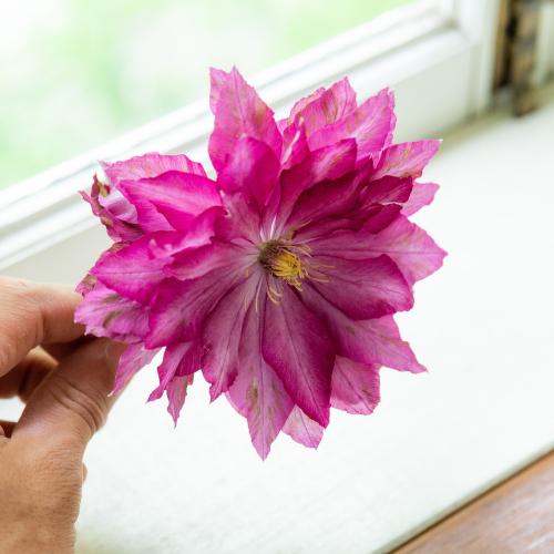 �y��̓��M�t�g�z���V���|����̍�锪�d�炫�N���}�`�X�u�ԉ��v2